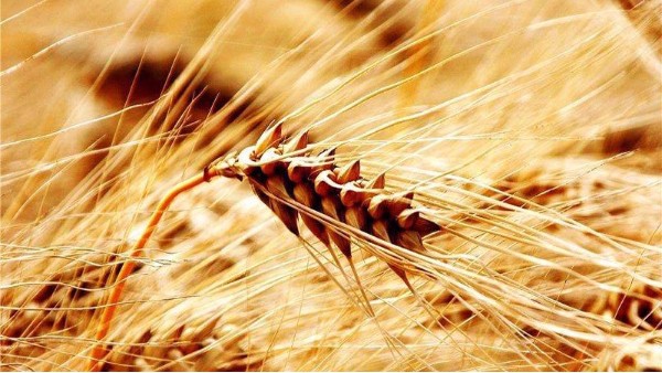 看2019年糧食價格趨勢，種糧人能掙錢嗎？