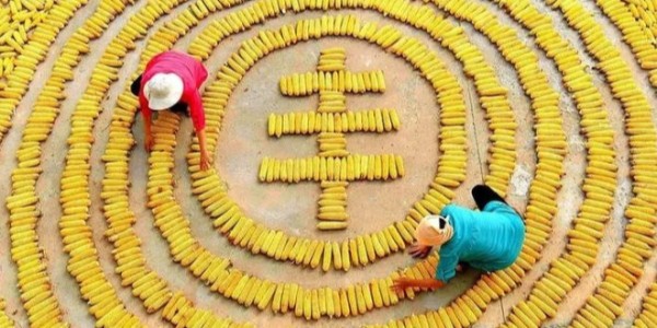 中國農民豐收節(jié)：為億萬中國農民點贊